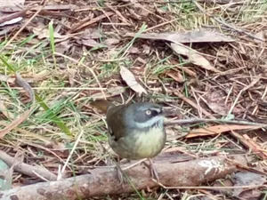 Bird visitor