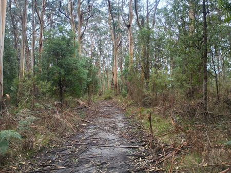 Forest track on day two