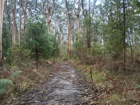 Forest track on day two
