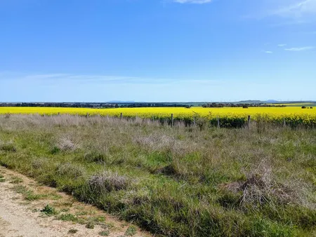 Canola fields near Skipton