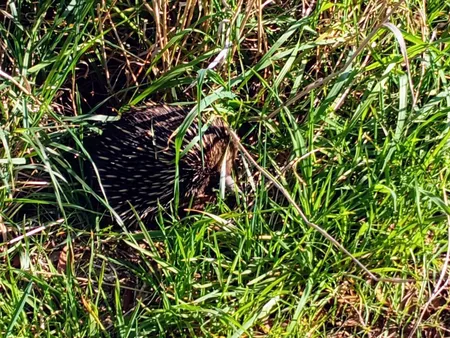 Echidna near Skipton