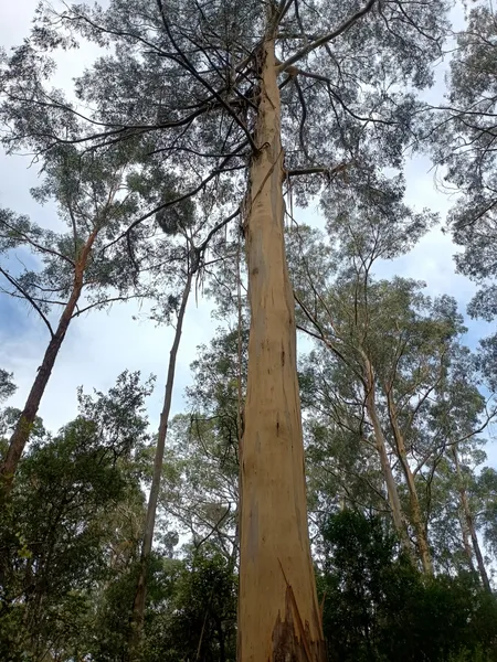 Tall eucalyptus trees in the Otways