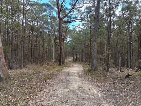 Forest track