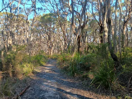 Gnarly forest section
