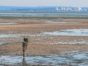 Mangrove and heavy industry