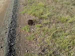 Echidna on the roadside