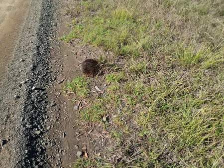 Echidna on the roadside