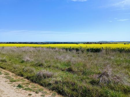 Canola fields near Skipton