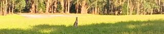 Werribee River Campground Nov 2024